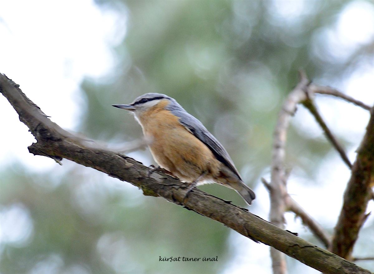 Eurasian Nuthatch