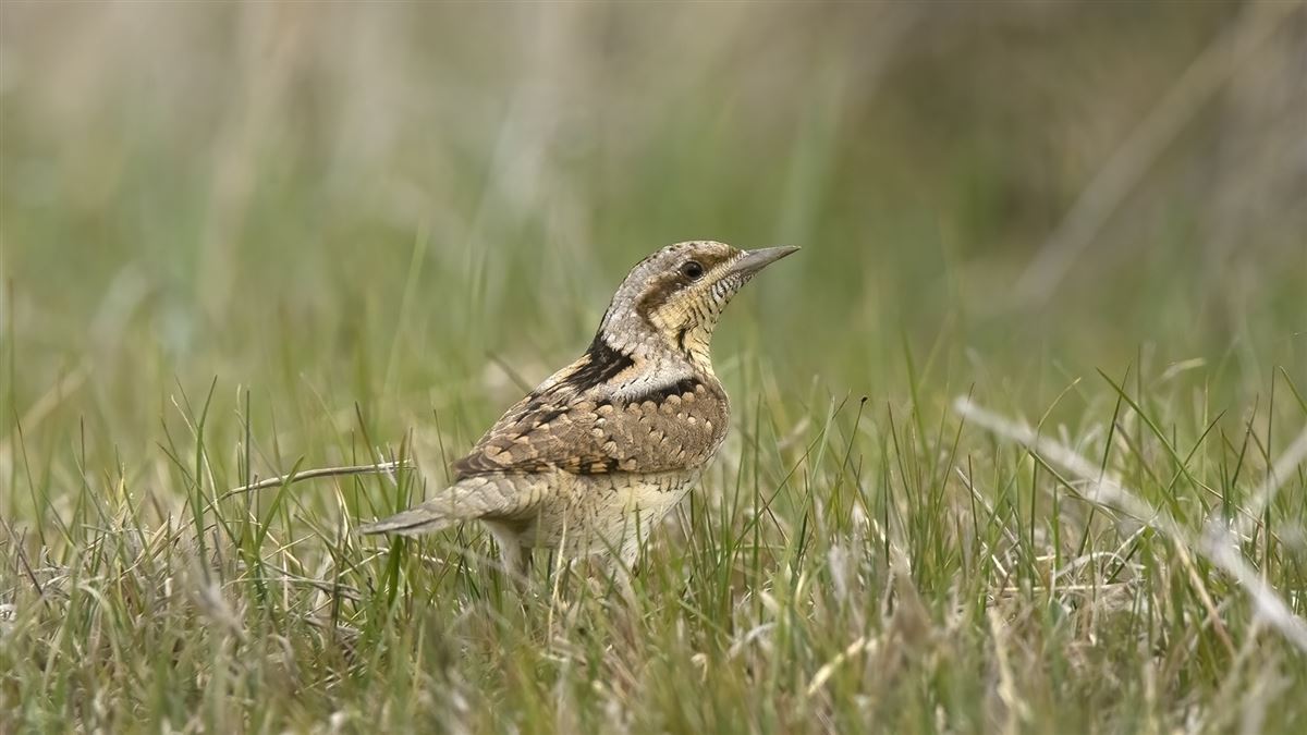 Eurasian Wryneck