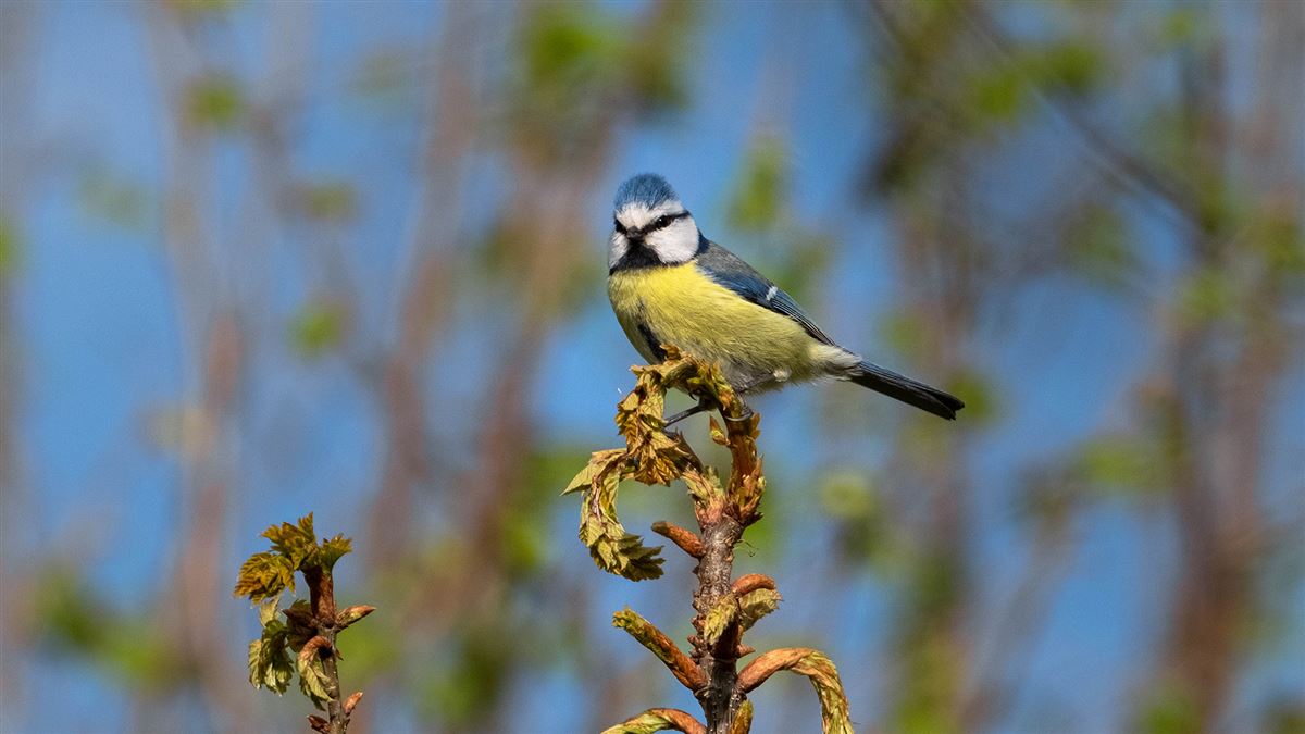 Eurasian Blue Tit