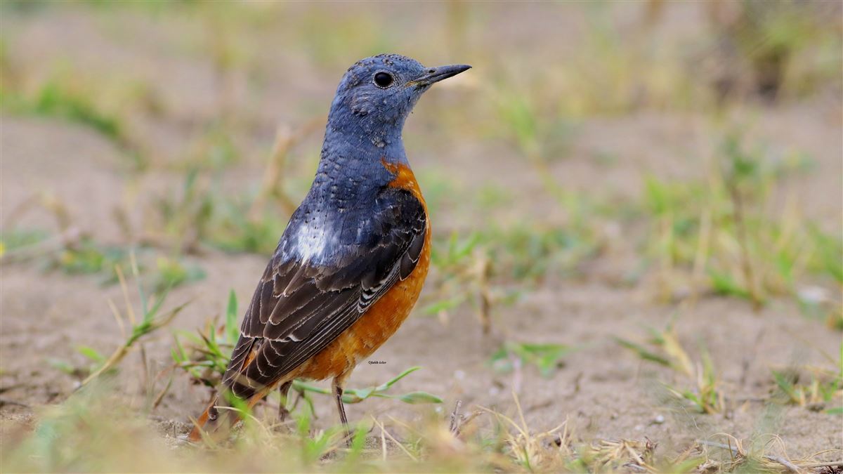 Common Rock Thrush