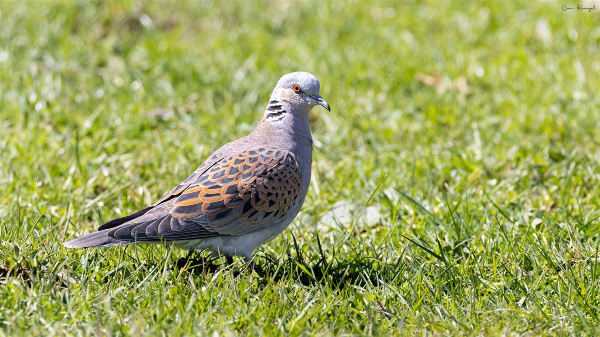 European Turtle Dove