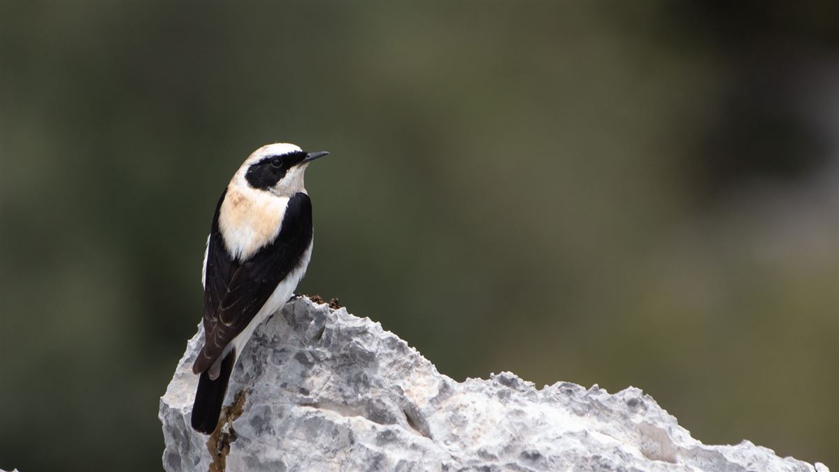 Black-eared Wheatear