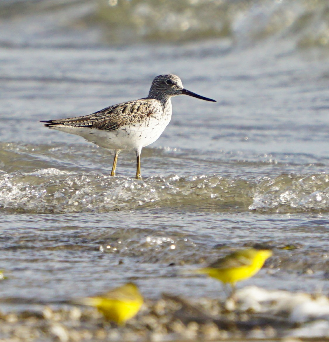 Common Greenshank