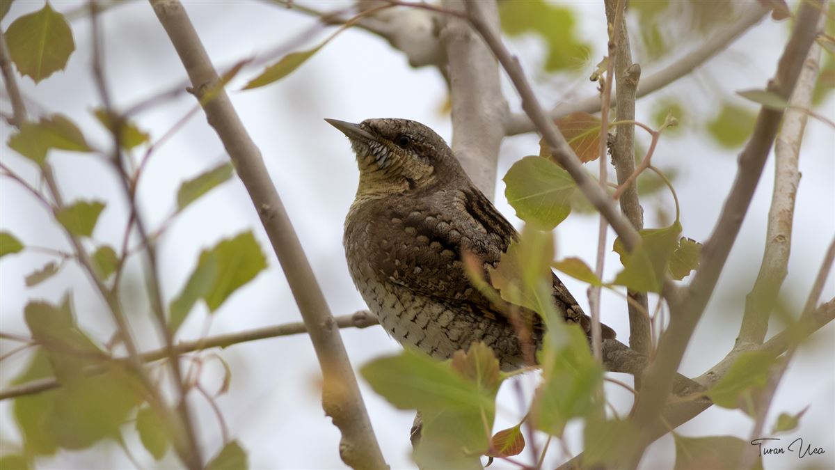 Eurasian Wryneck