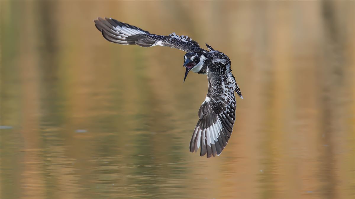 Pied Kingfisher