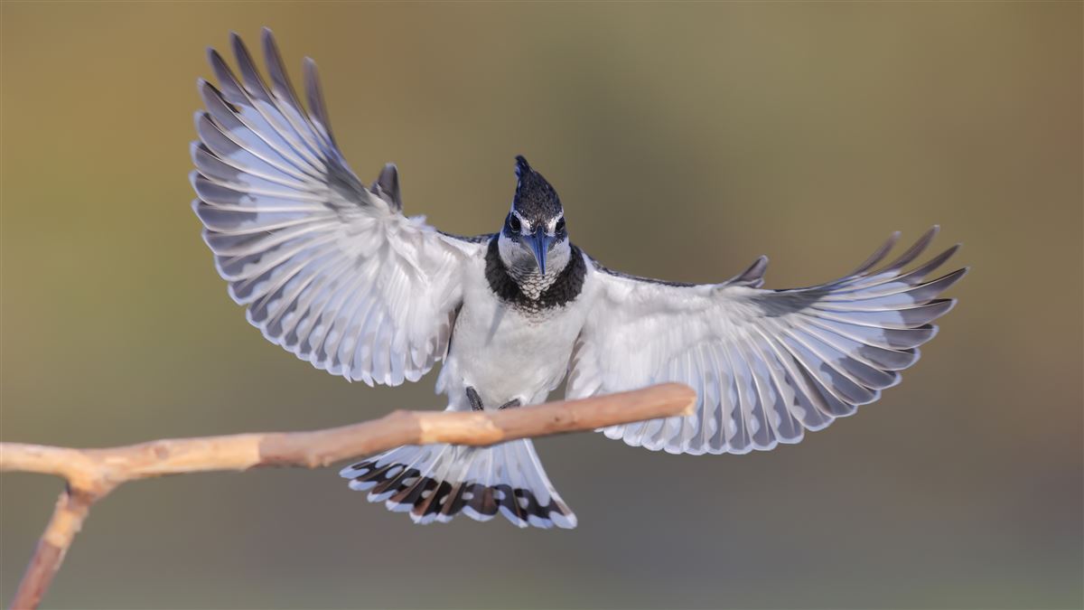Pied Kingfisher
