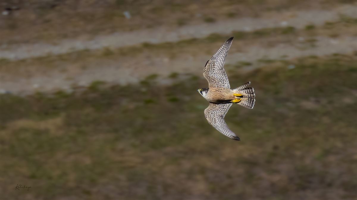 Peregrine Falcon