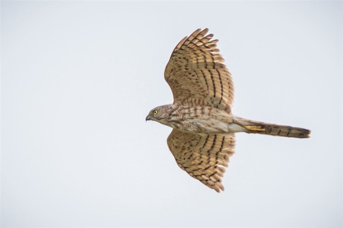 Shikra