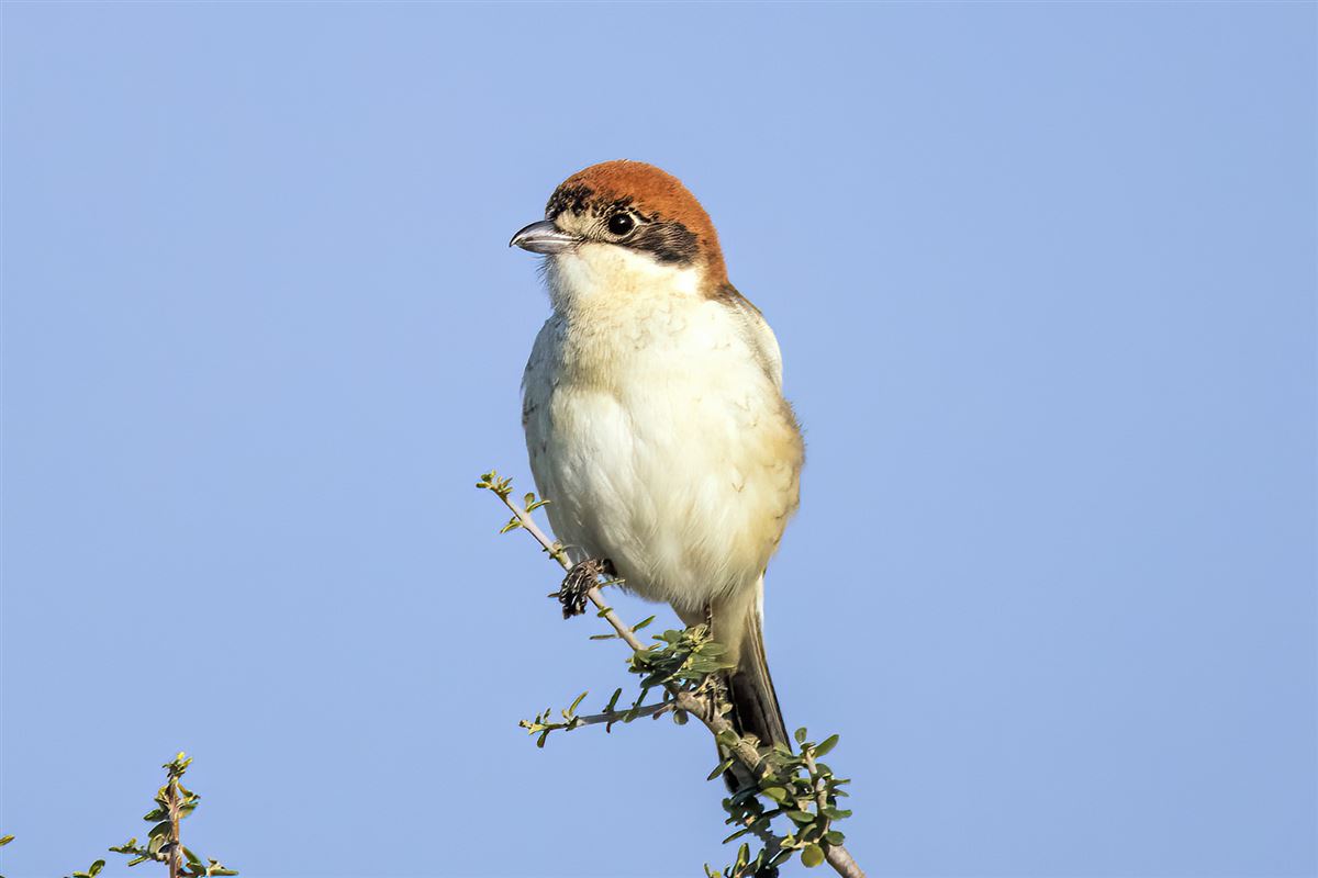 Woodchat Shrike