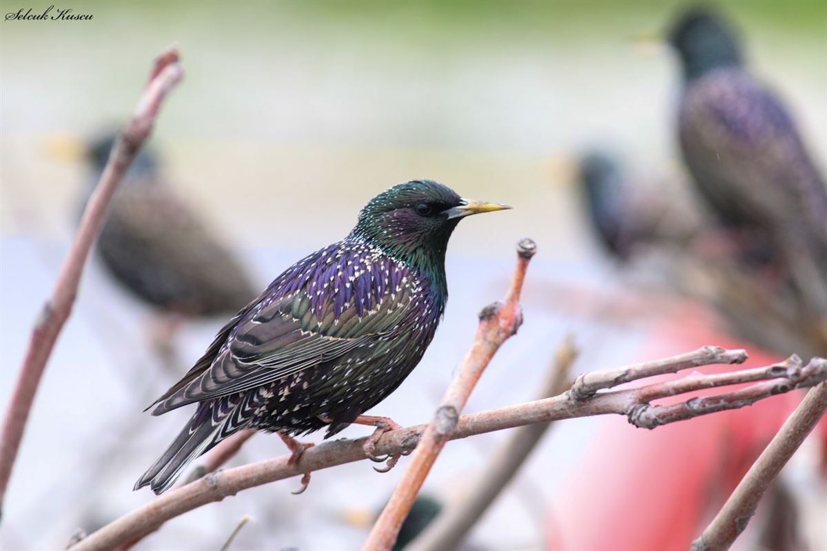 Common Starling
