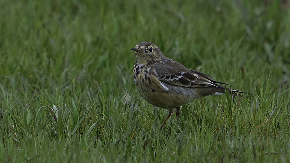 Buff-bellied Pipit