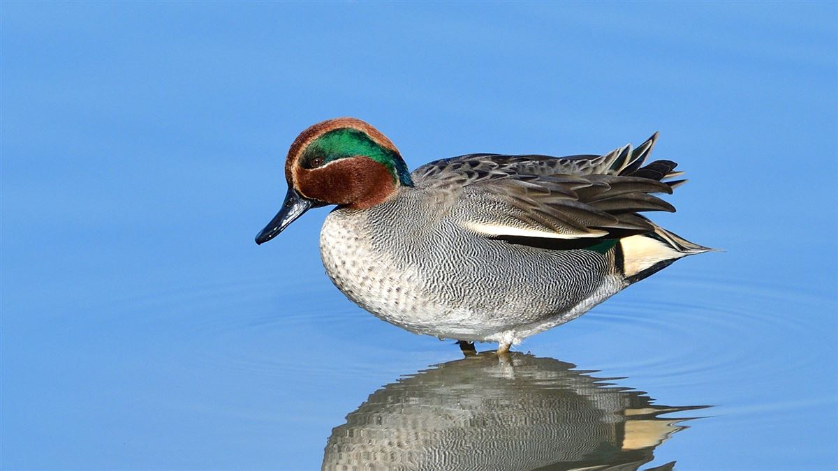 Eurasian Teal