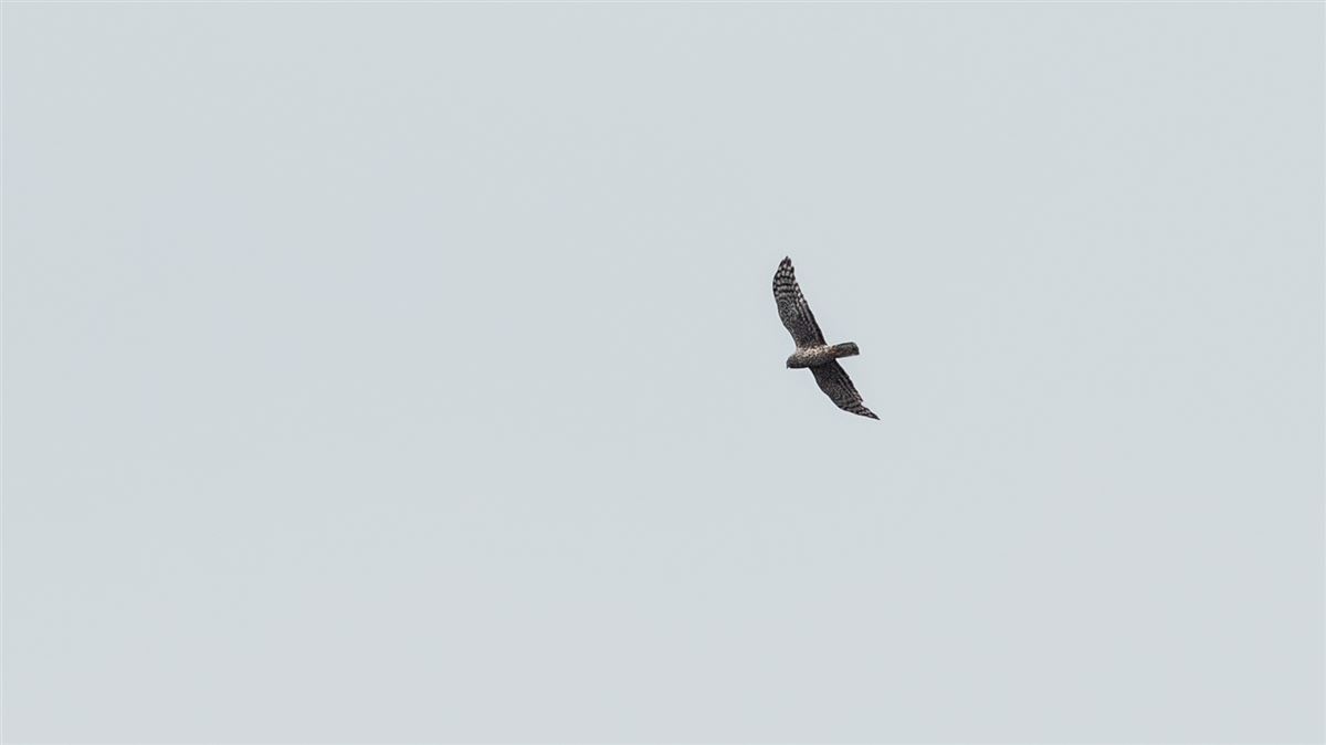 Hen Harrier