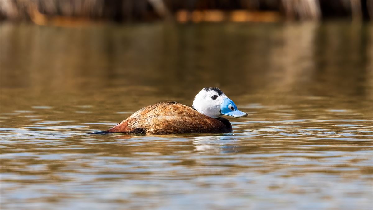 White-headed Duck
