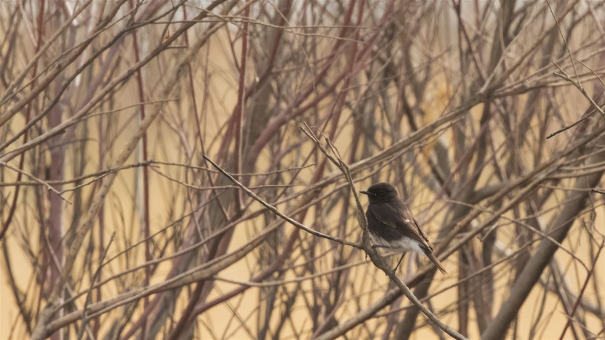 Pied Bush Chat