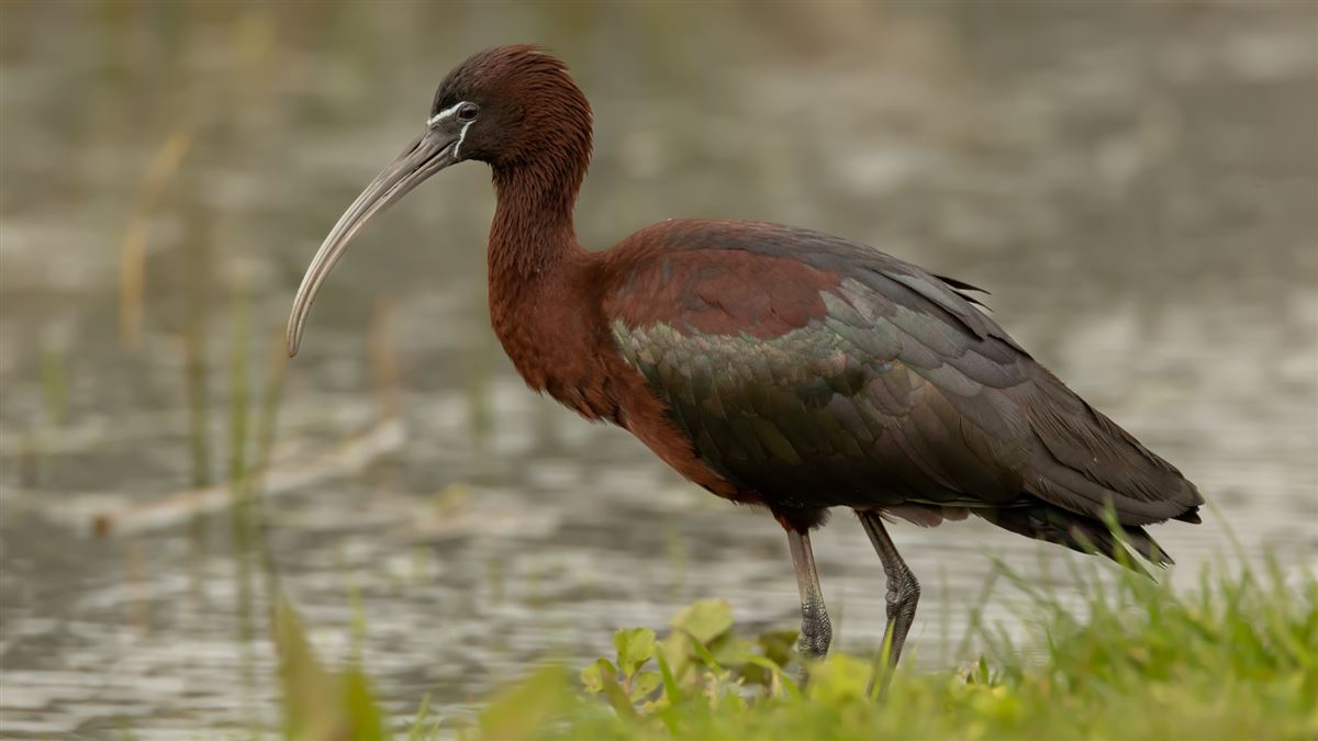 Glossy Ibis