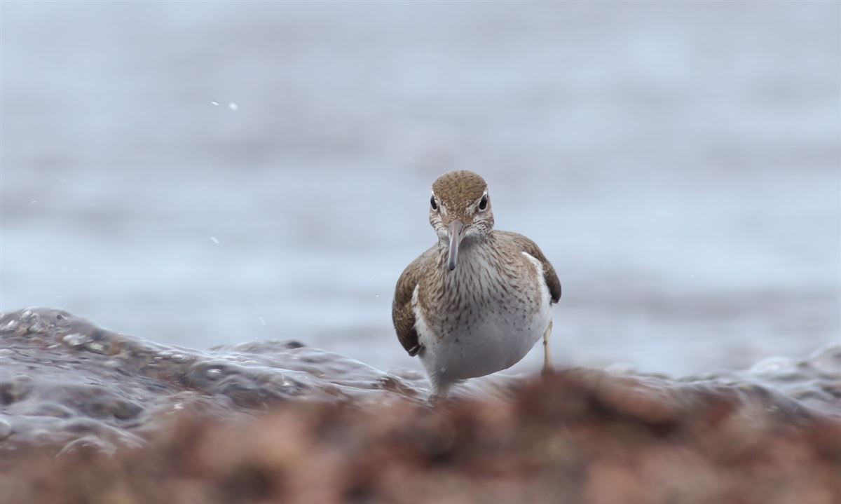 Common Sandpiper