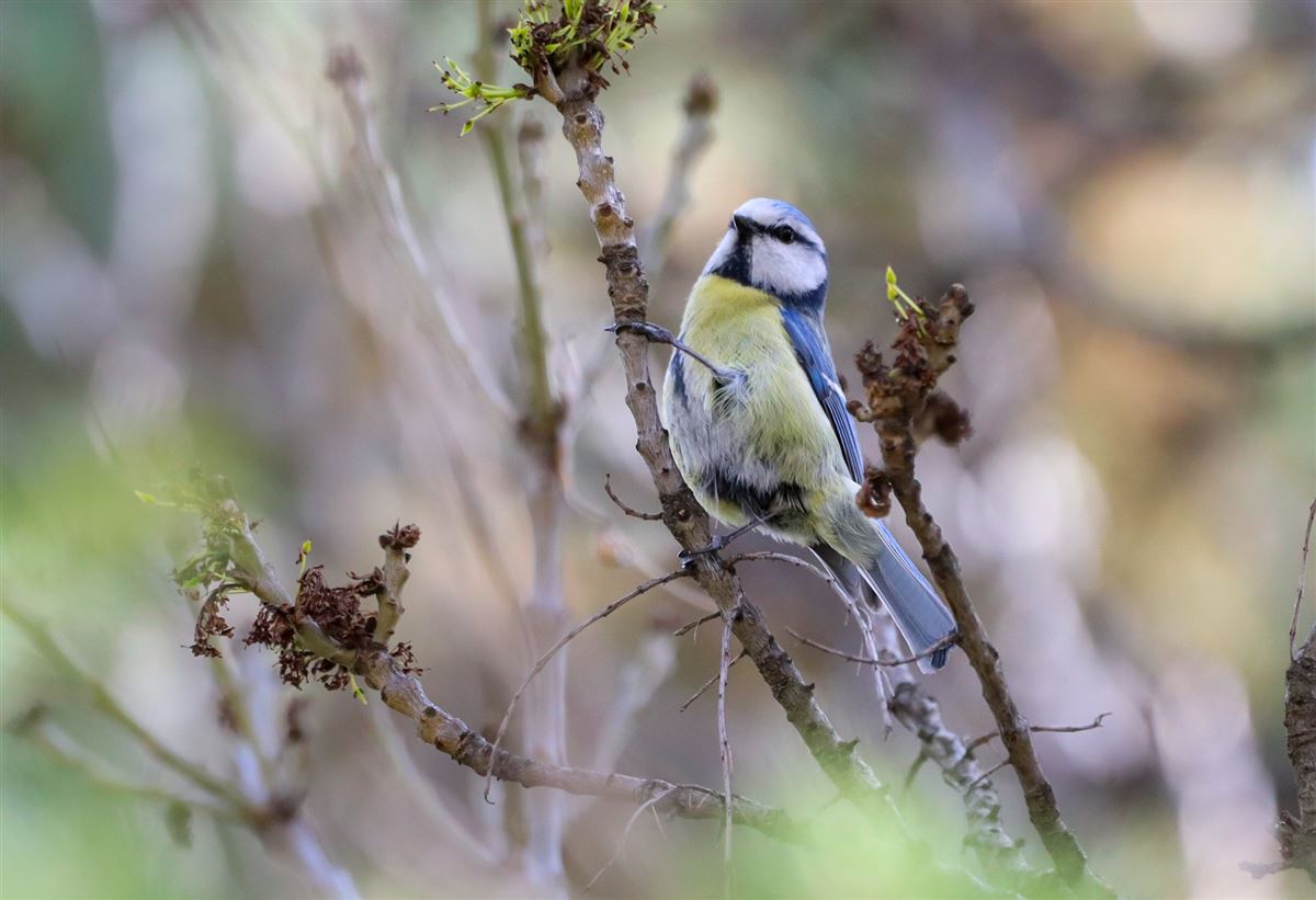 Eurasian Blue Tit