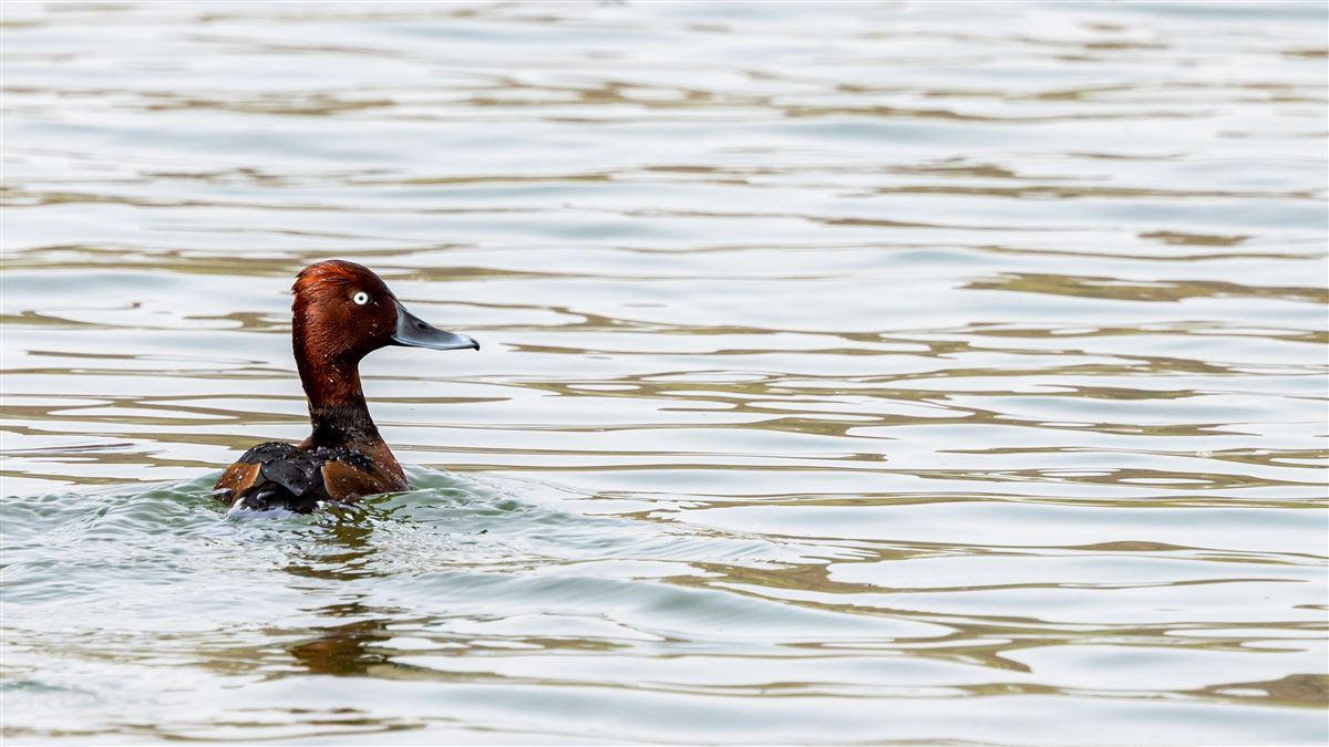 Ferruginous Duck