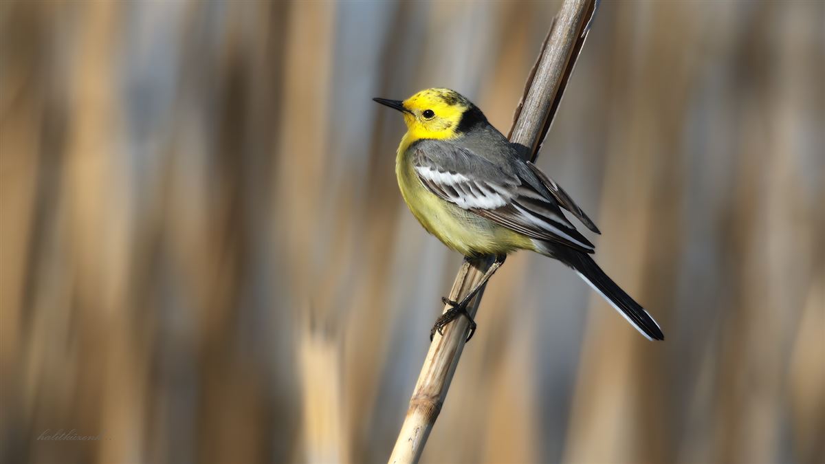 Citrine Wagtail