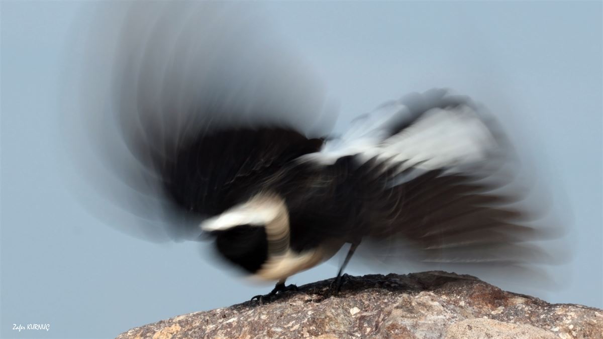 Black-eared Wheatear