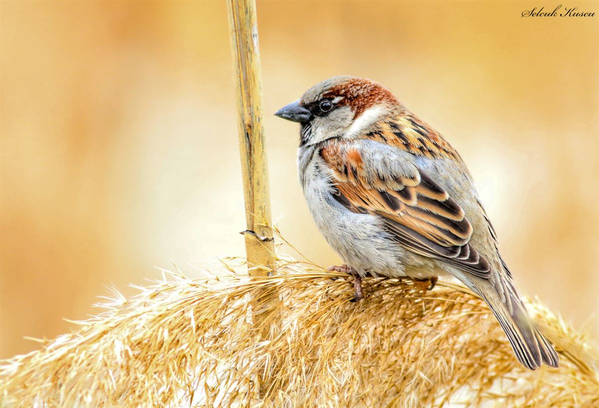 House Sparrow