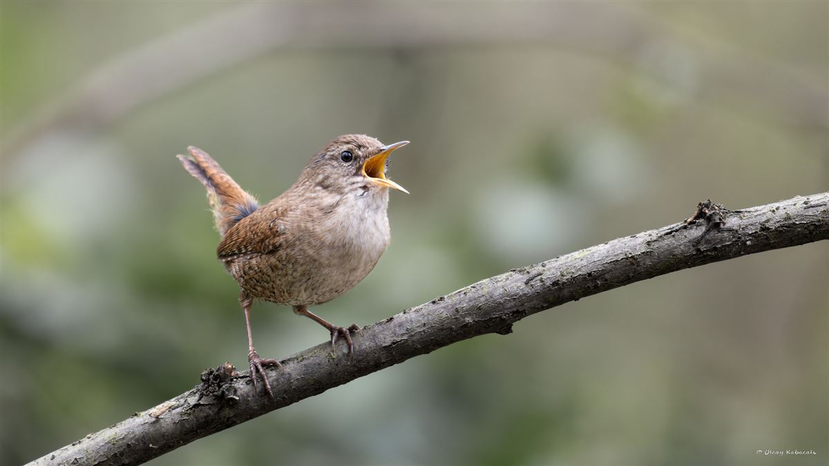 Eurasian Wren