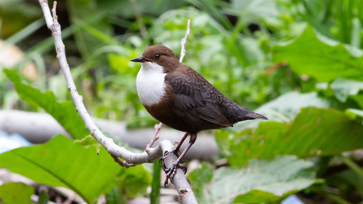 White-throated Dipper