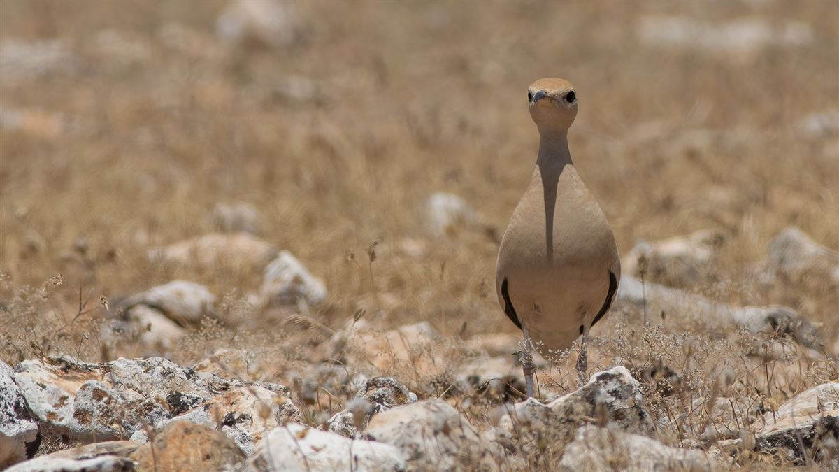 Cream-colored Courser