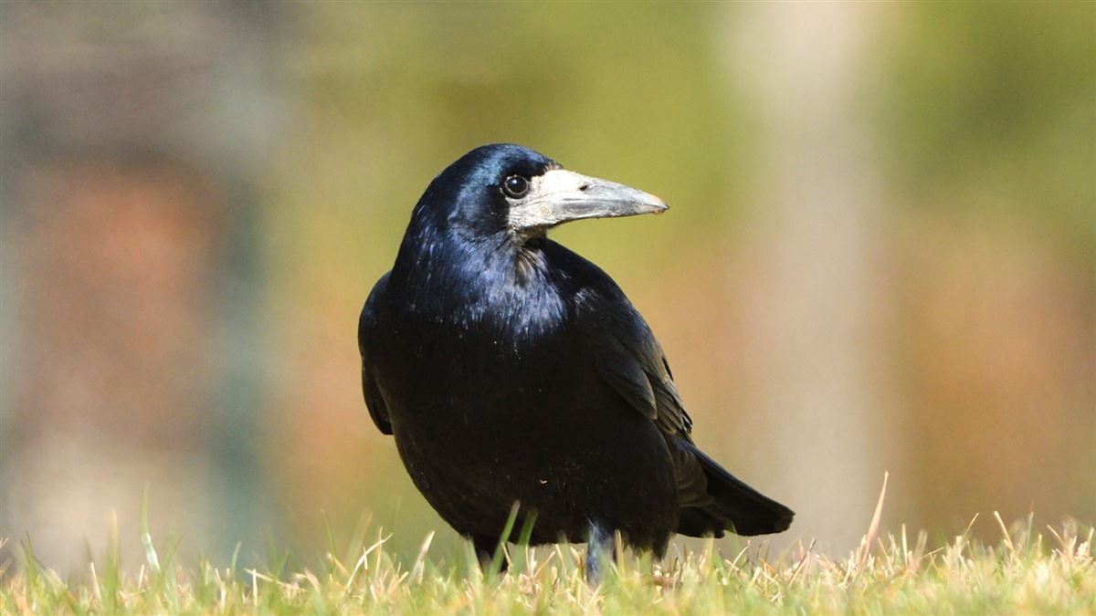 Rook