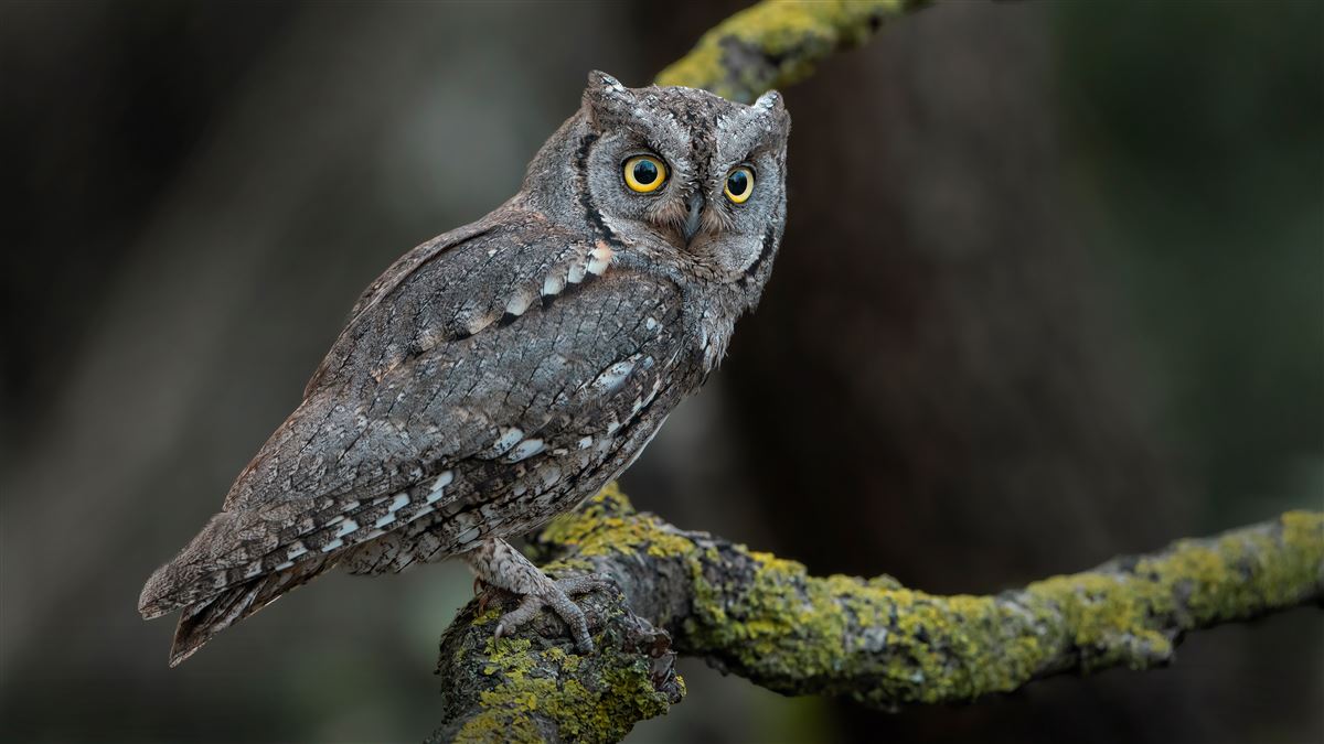 Eurasian Scops Owl