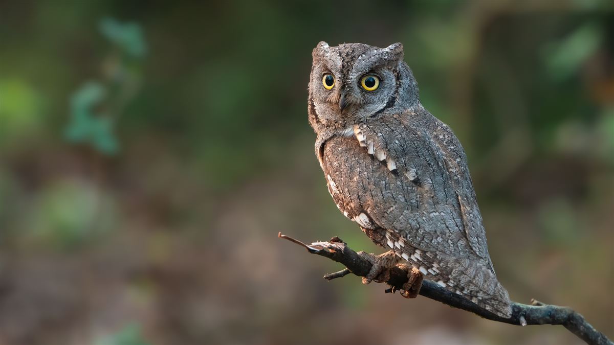 Eurasian Scops Owl