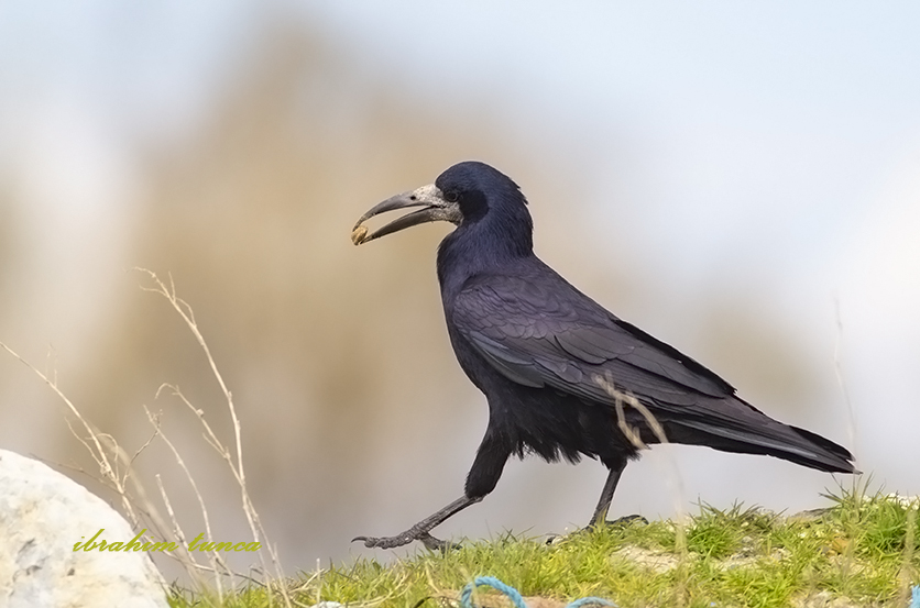 Rook