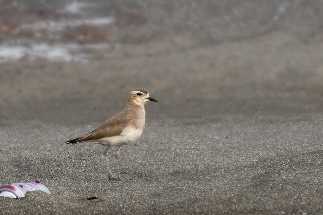 Caspian Plover