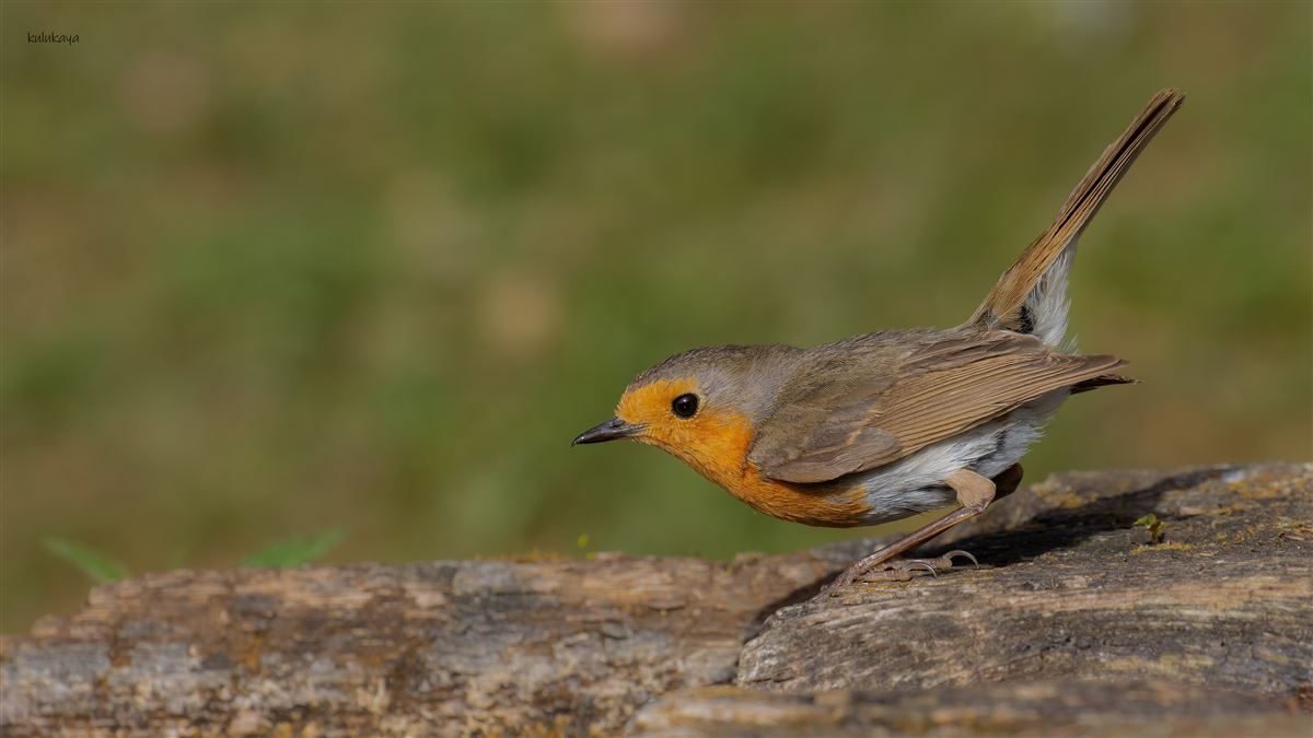 European Robin