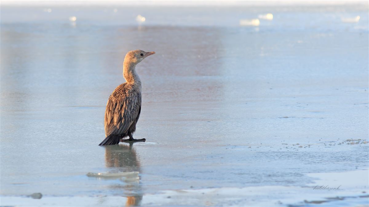 Pygmy Cormorant