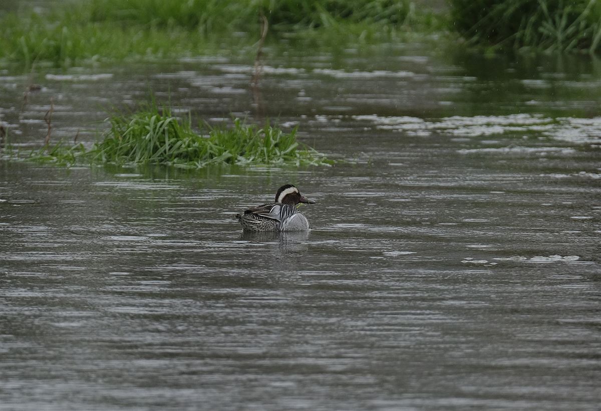 Garganey