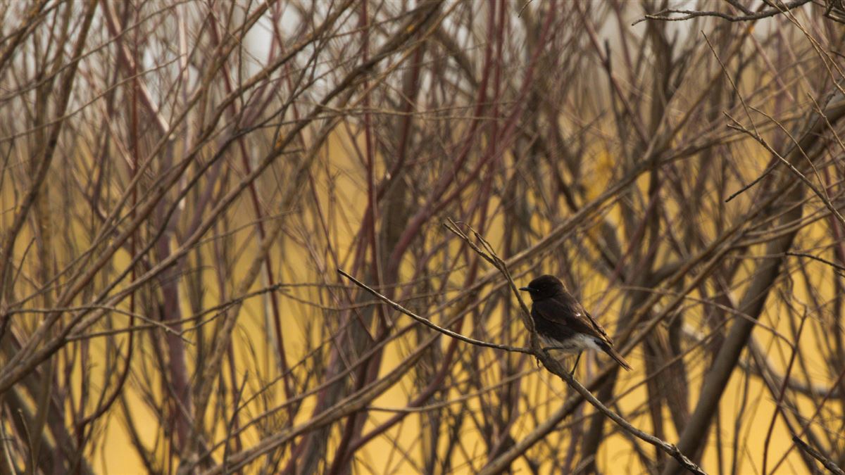Pied Bush Chat