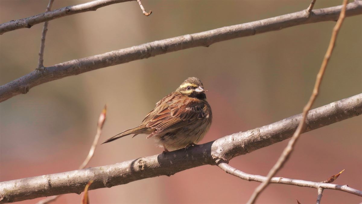 Cirl Bunting