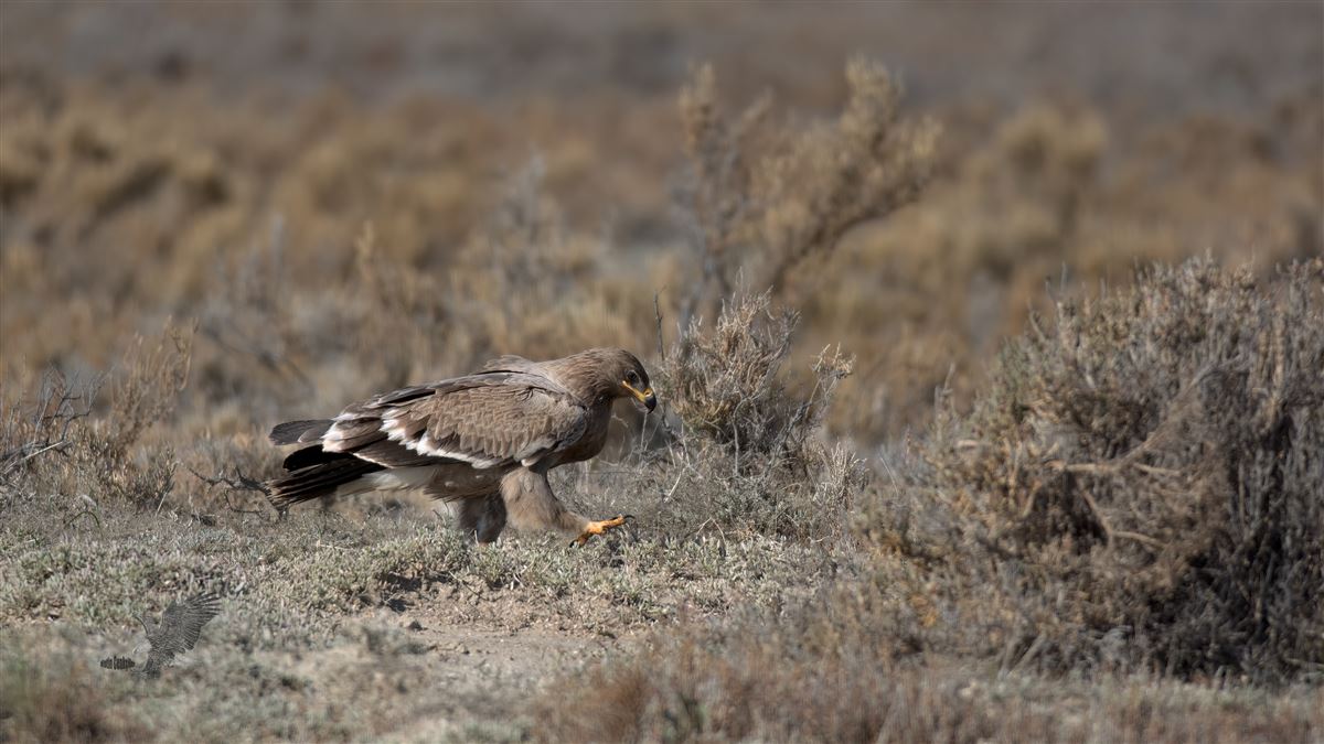 Steppe Eagle