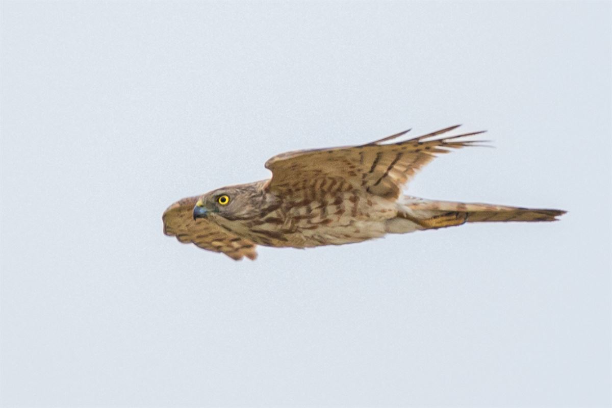 Shikra