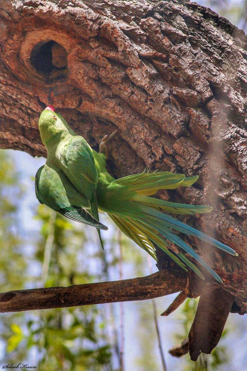 Rose-ringed Parakeet
