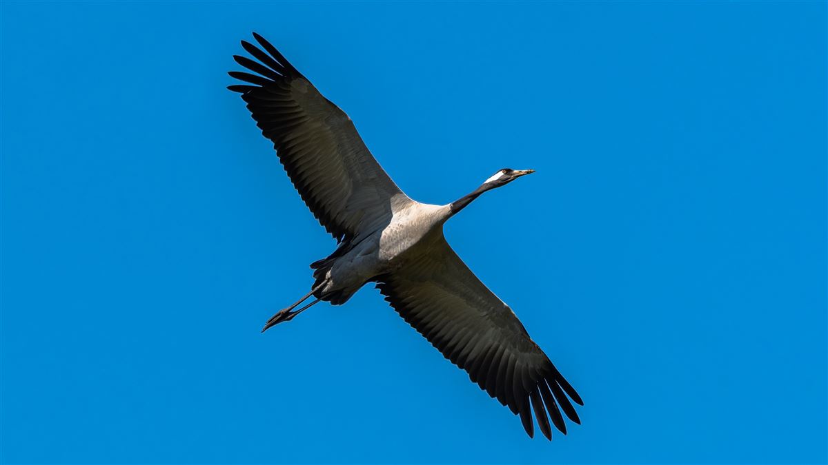 Common Crane