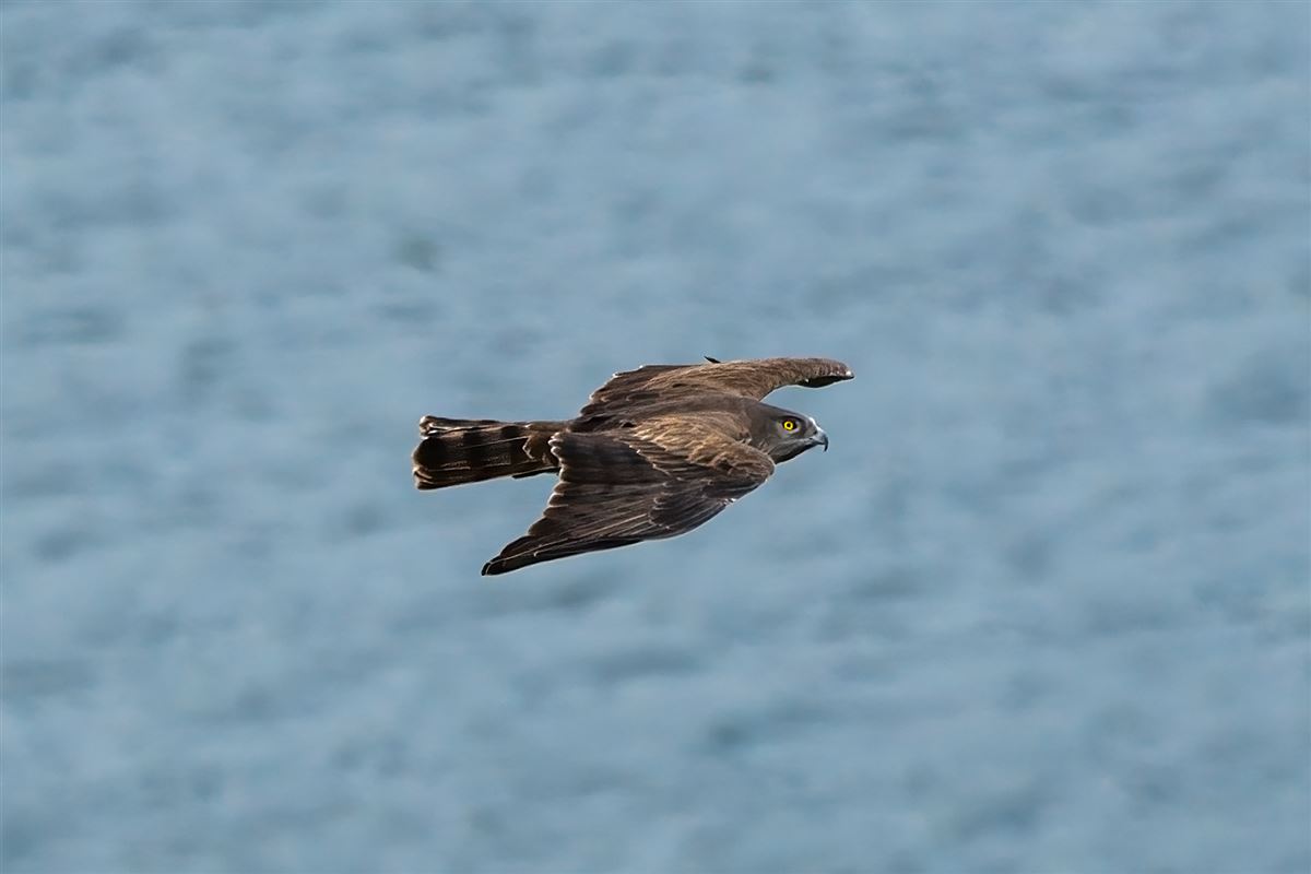 Short-toed Snake Eagle