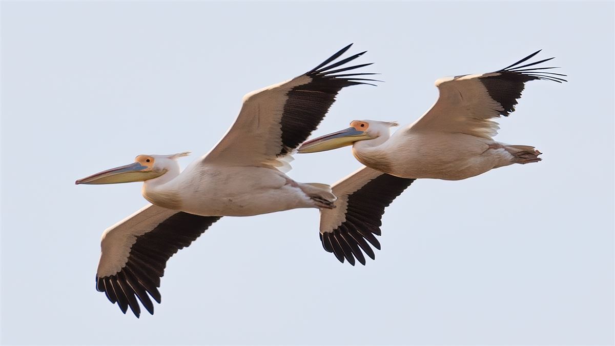 Great White Pelican