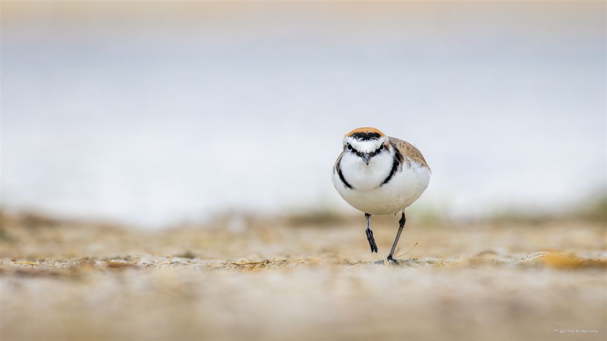 Kentish Plover