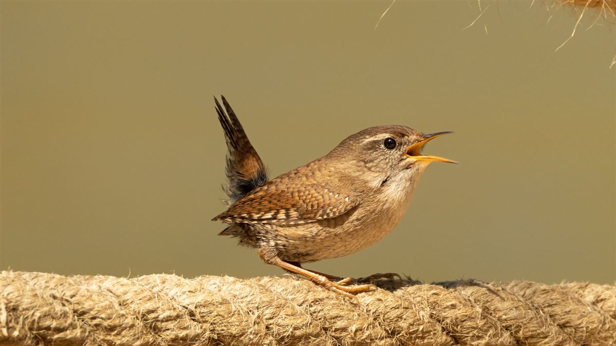 Eurasian Wren
