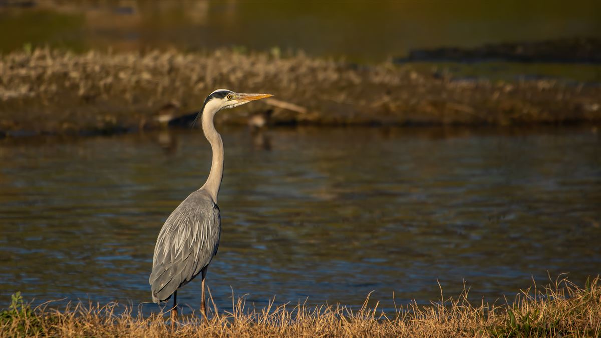 Grey Heron