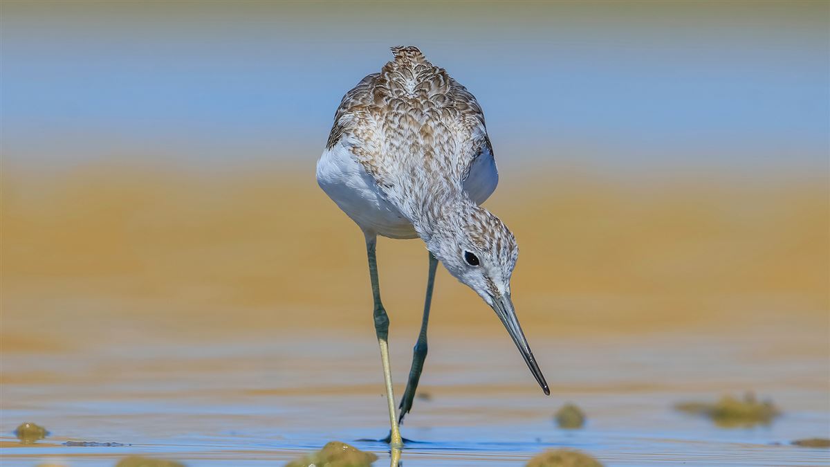 Common Greenshank