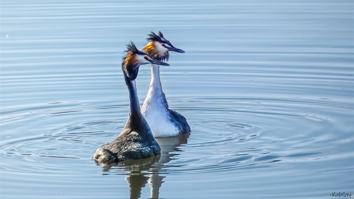 Great Crested Grebe